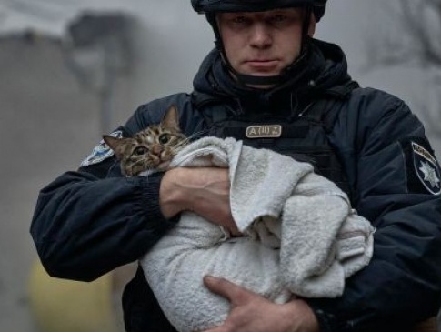 Історія порятунку кота Тоши, який постраждав під час ракетного обстрілу Києва 2 січня 2024