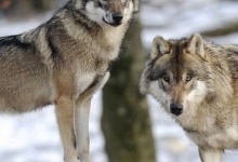 У лісах Волині стрімко зростає кількість вовків
