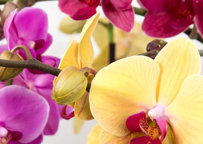 Секрети цілорічного цвітіння орхідеї: підгодуйте квітку апельсином