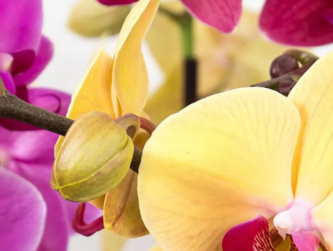 Секрети цілорічного цвітіння орхідеї: підгодуйте квітку апельсином