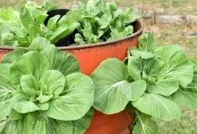 Як вирощувати овочі у відрі: практичні рекомендації для городу на балконі