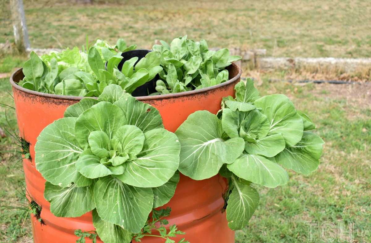 Як вирощувати овочі у відрі: практичні рекомендації для городу на балконі