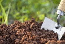 Чим удобрити ґрунт на городі навесні