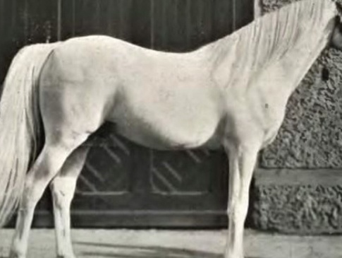 Череп коня з Хмельниччини сто літ зберігається у… Лондоні