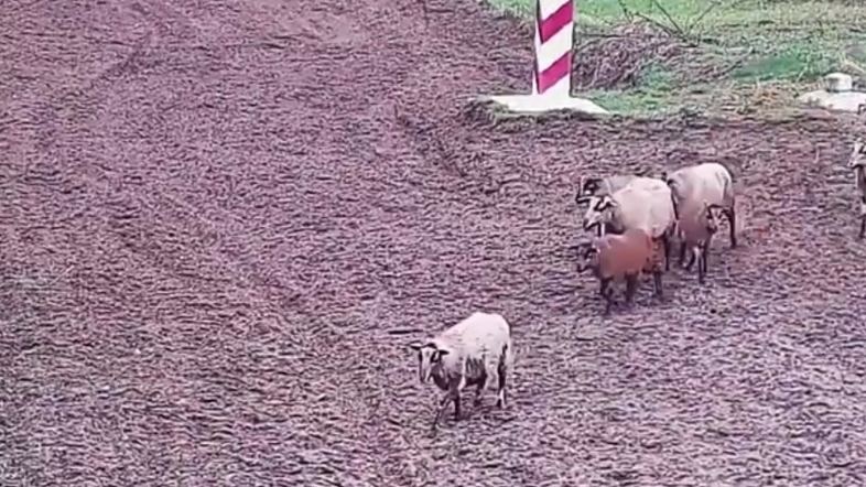 Отара польських овець «незаконно» перетнула український кордон