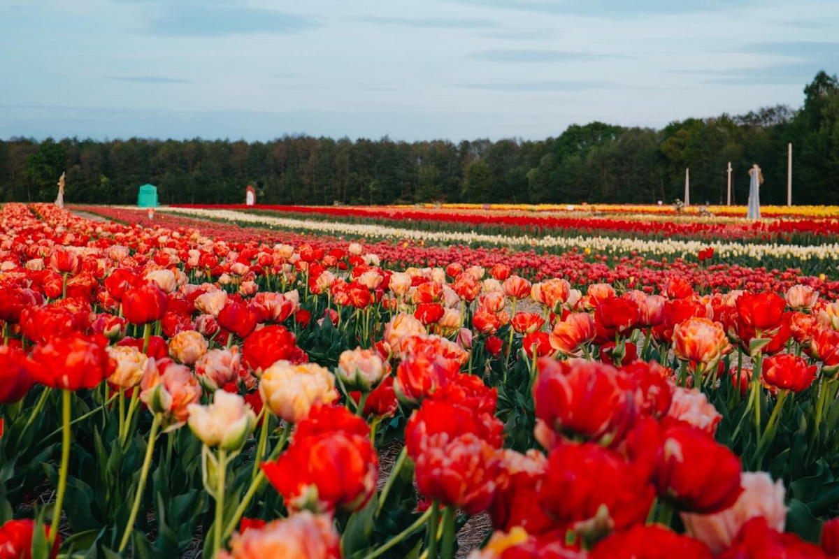 Коли на Волині стартує фестиваль квітів «Волинська Голландія»