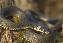 На Львівщині через укуси змій двоє людей потрапили в лікарні